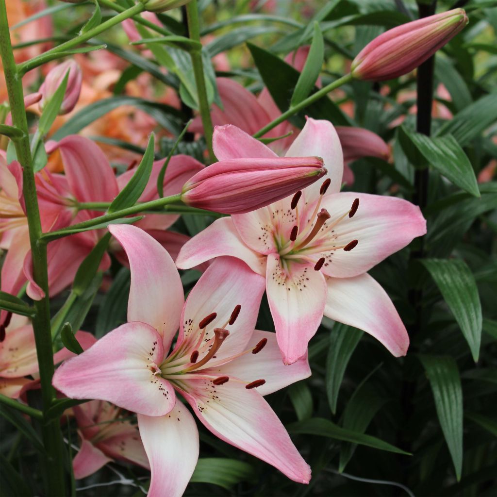 Lilium Rosellas Dream - Aziatische lelie