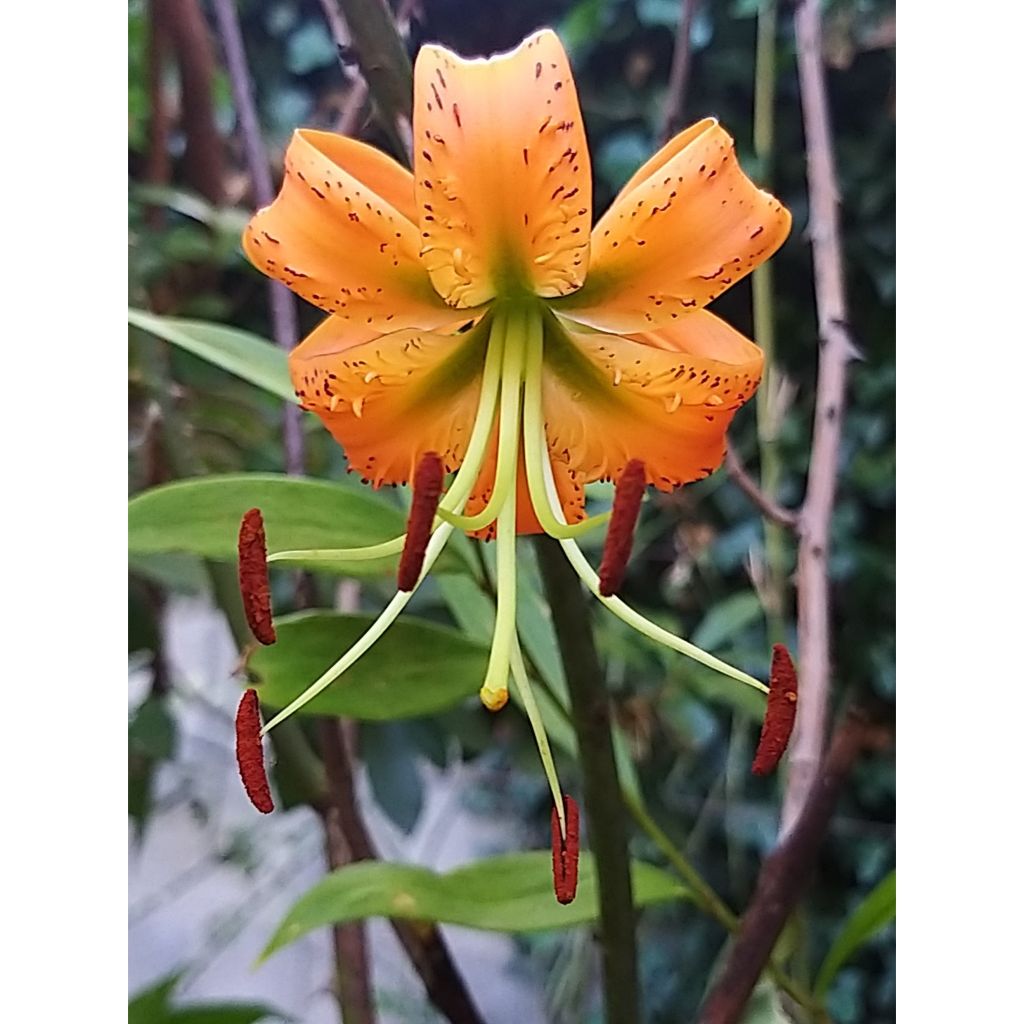 Lilium henryi - Henrys lelie