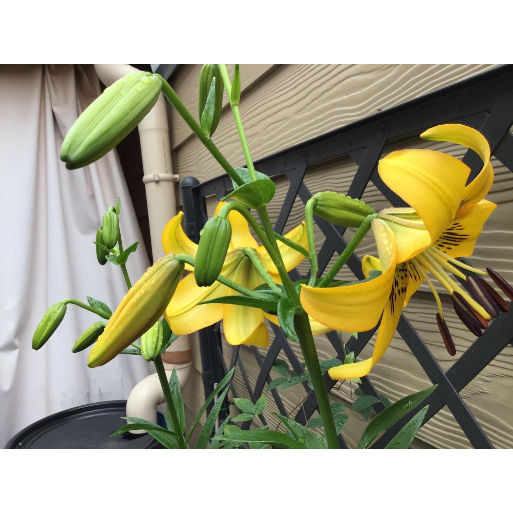 Lilium leichtlinii - Lelie leichtlinii