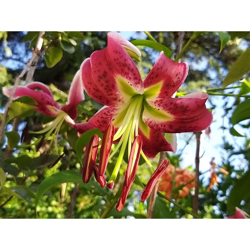 Lilium speciosum rubrum Uchida - Japanse lelie