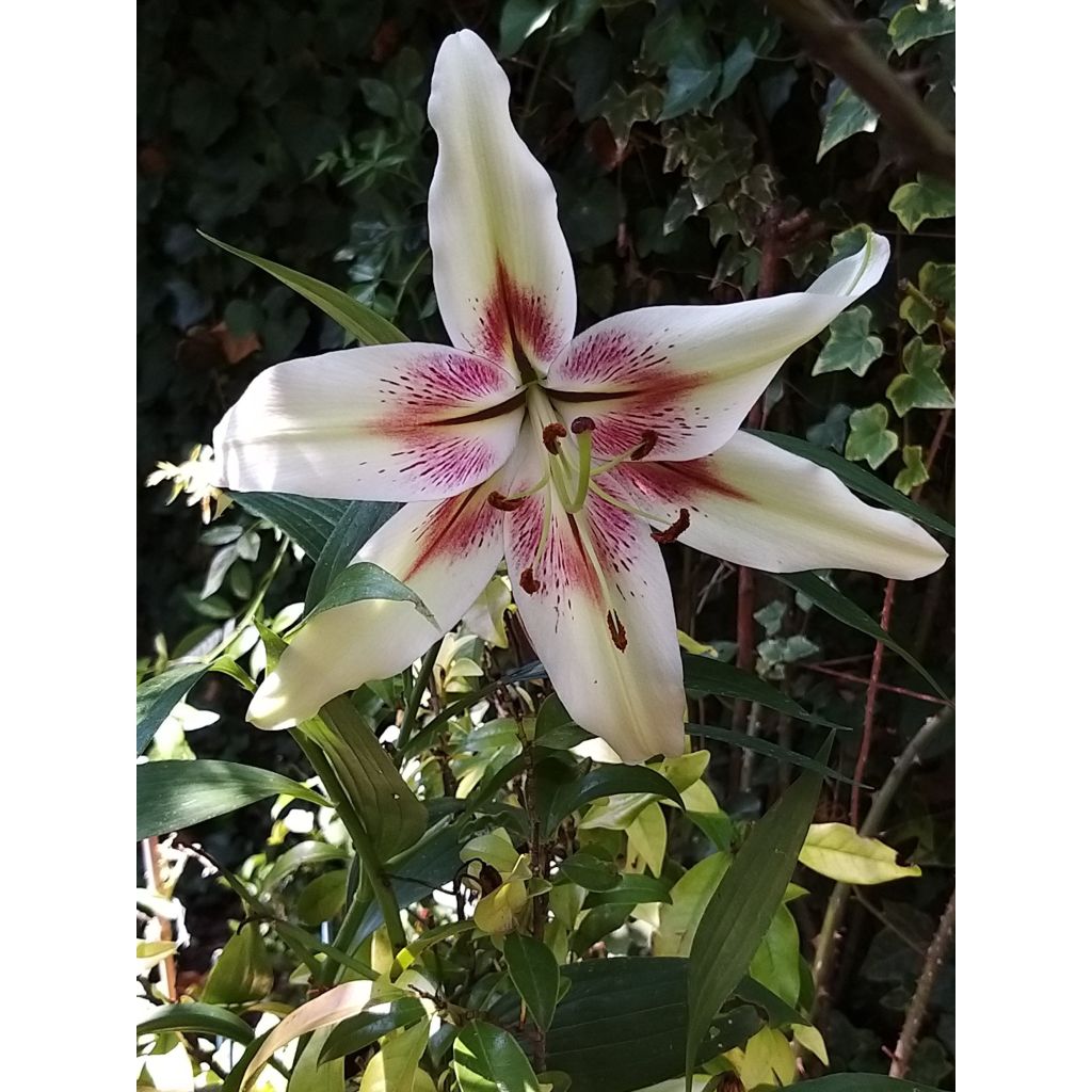 Lilium nepalense - Nepalese lelie