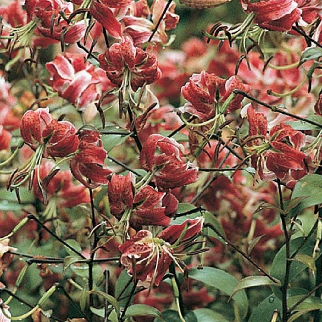 Lilium Black Beauty - Oriëntaalse lelie