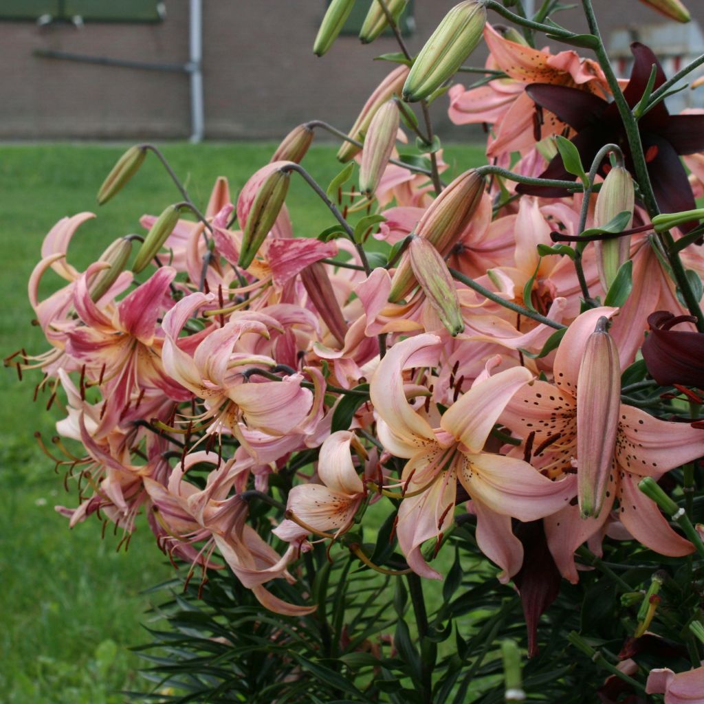Lilium Pink Flavour - Aziatische Lelie