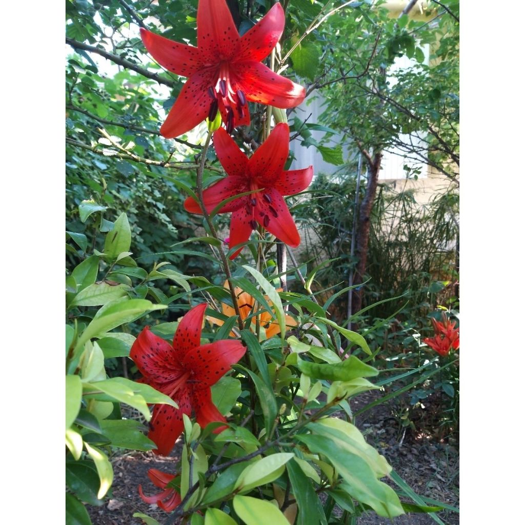 Lilium Miss Feya - Oriëntaalse lelie