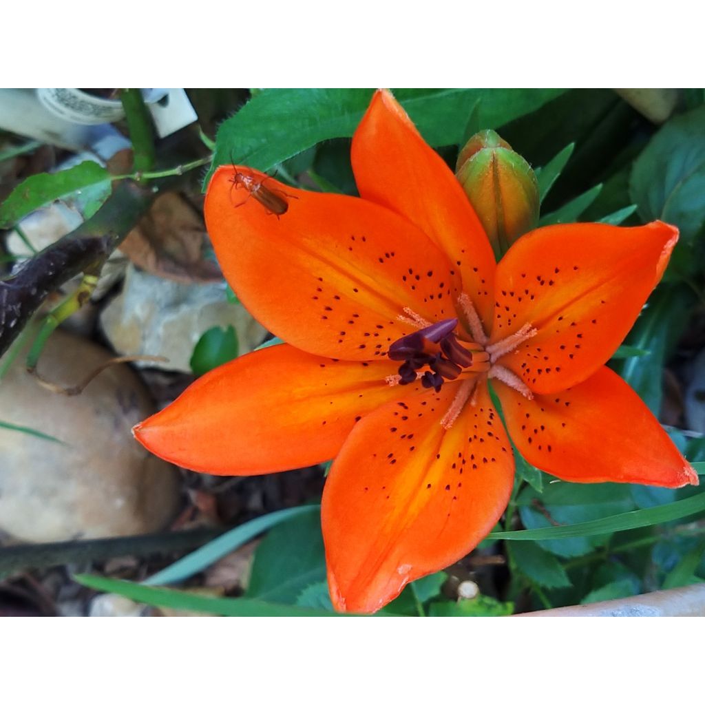 Lilium - Orange Pixie - Aziatische Lelie