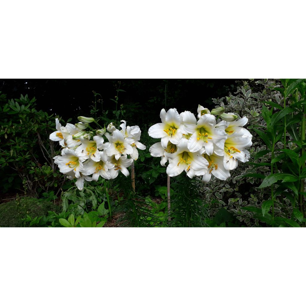 Lilium regale - Koningslelie