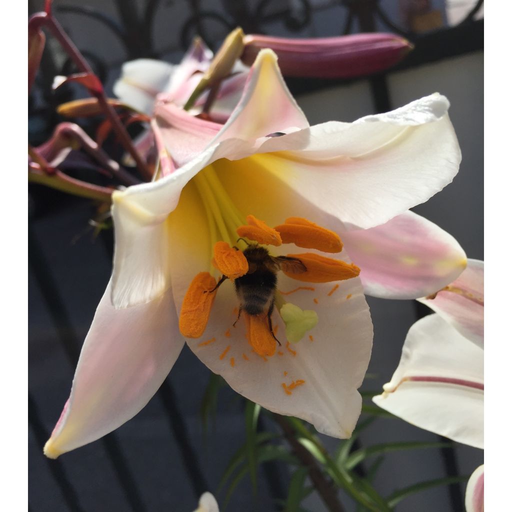 Lilium regale - Koningslelie