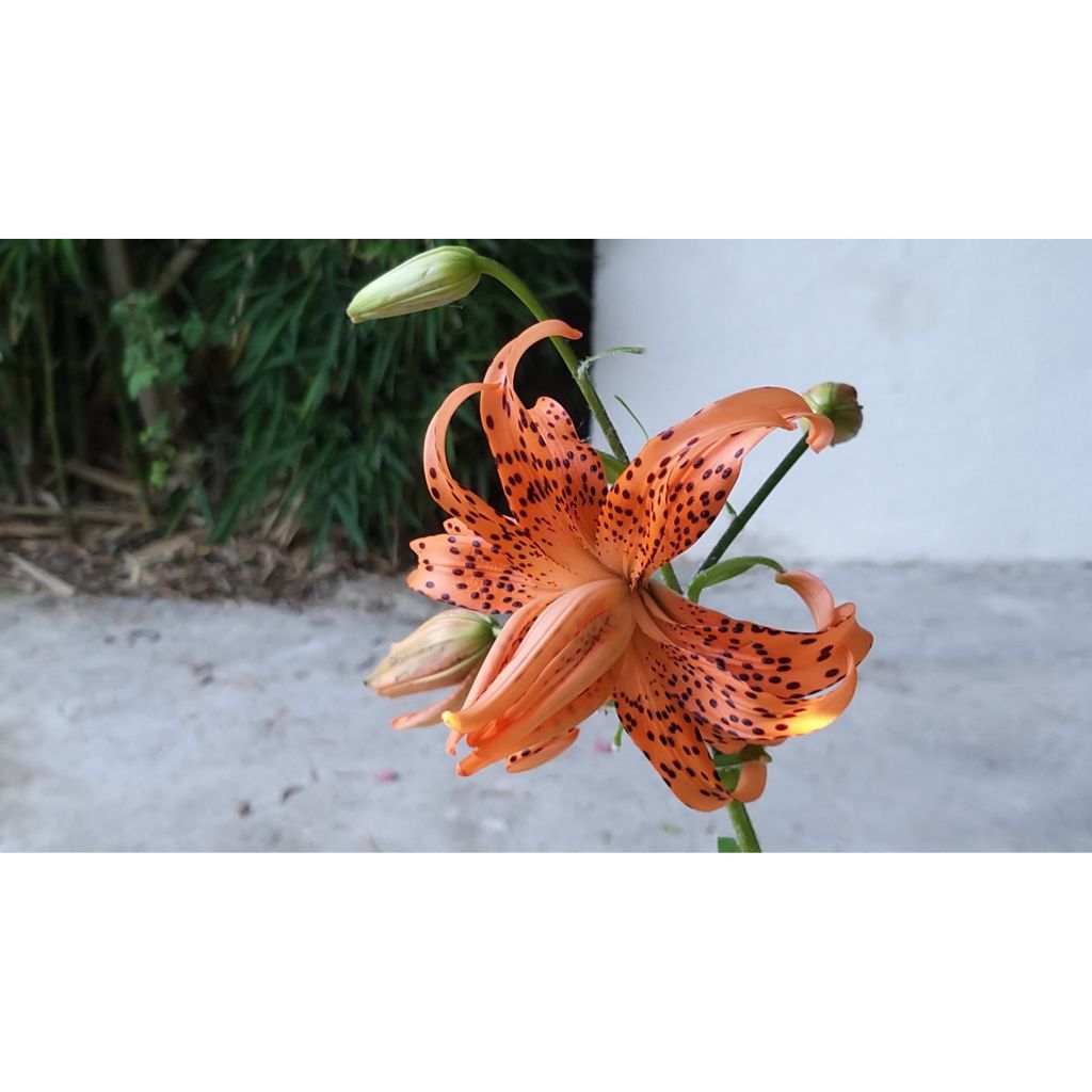 Lilium lancifolium Flore Pleno - Tijgerlelie