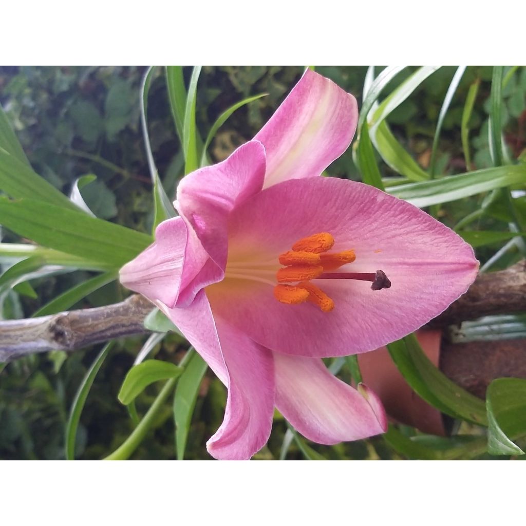 Lilium Pink Perfection - Aziatische Lelie