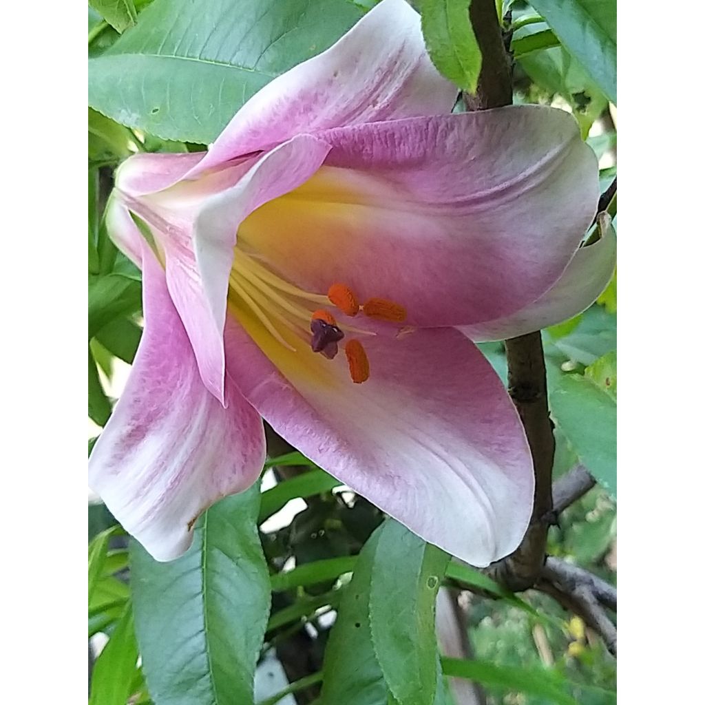 Lilium Pink Perfection - Aziatische Lelie
