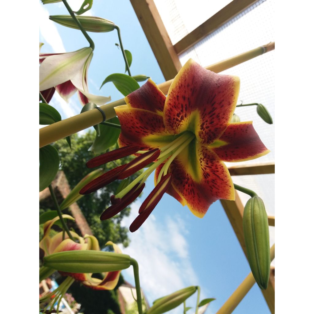 Lilium Scheherazade - Oriëntaalse trompetlelie