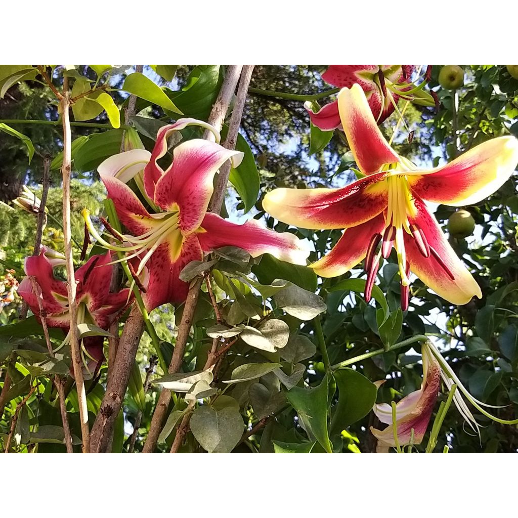Lilium Scheherazade - Oriëntaalse trompetlelie