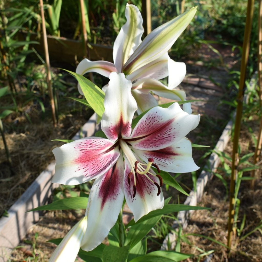 Lilium Lavon - Oriëntaalse lelie