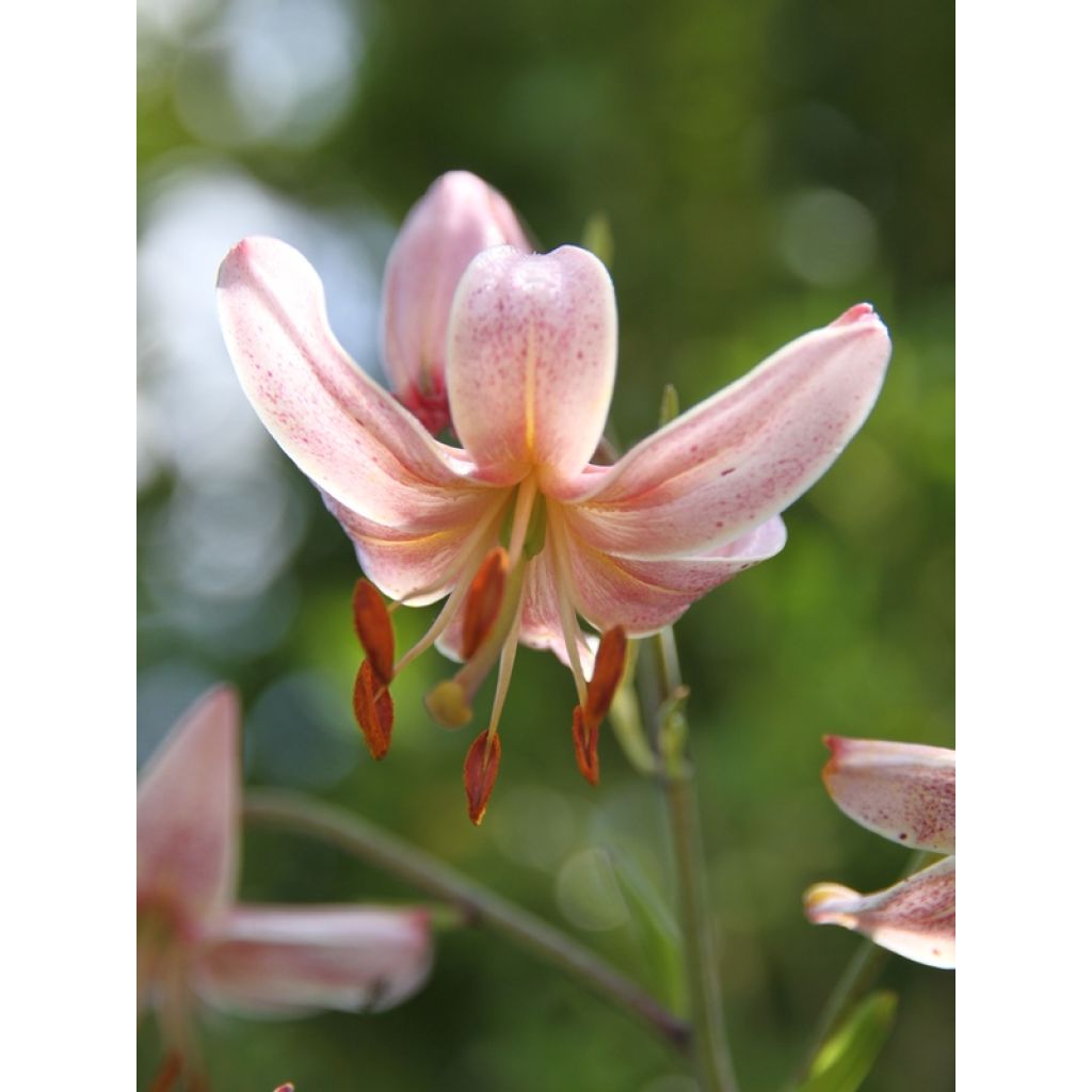 Lilium martagon Pink Morning - Turkse lelie