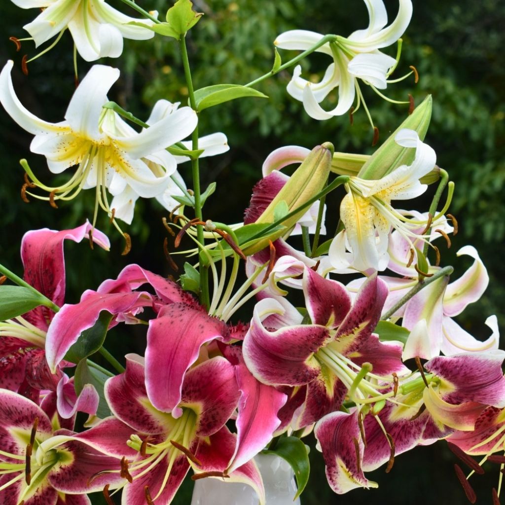 Lilium Mix - Oriëntaalse lelie Mix
