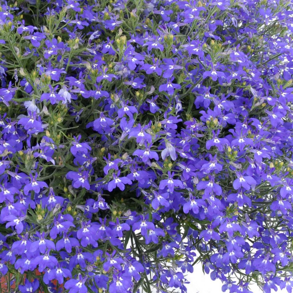 Lobelia Anabel Blue - Hanglobelia