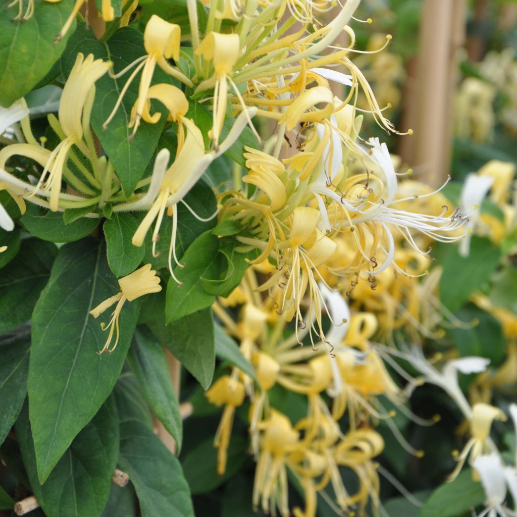Lonicera similis var. delavayi - Kamperfoelie