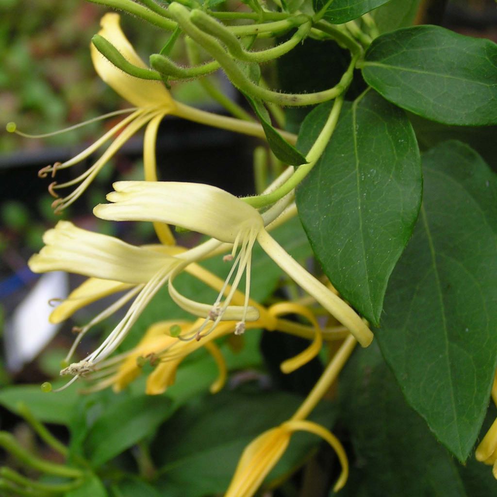 Lonicera similis var. delavayi - Kamperfoelie