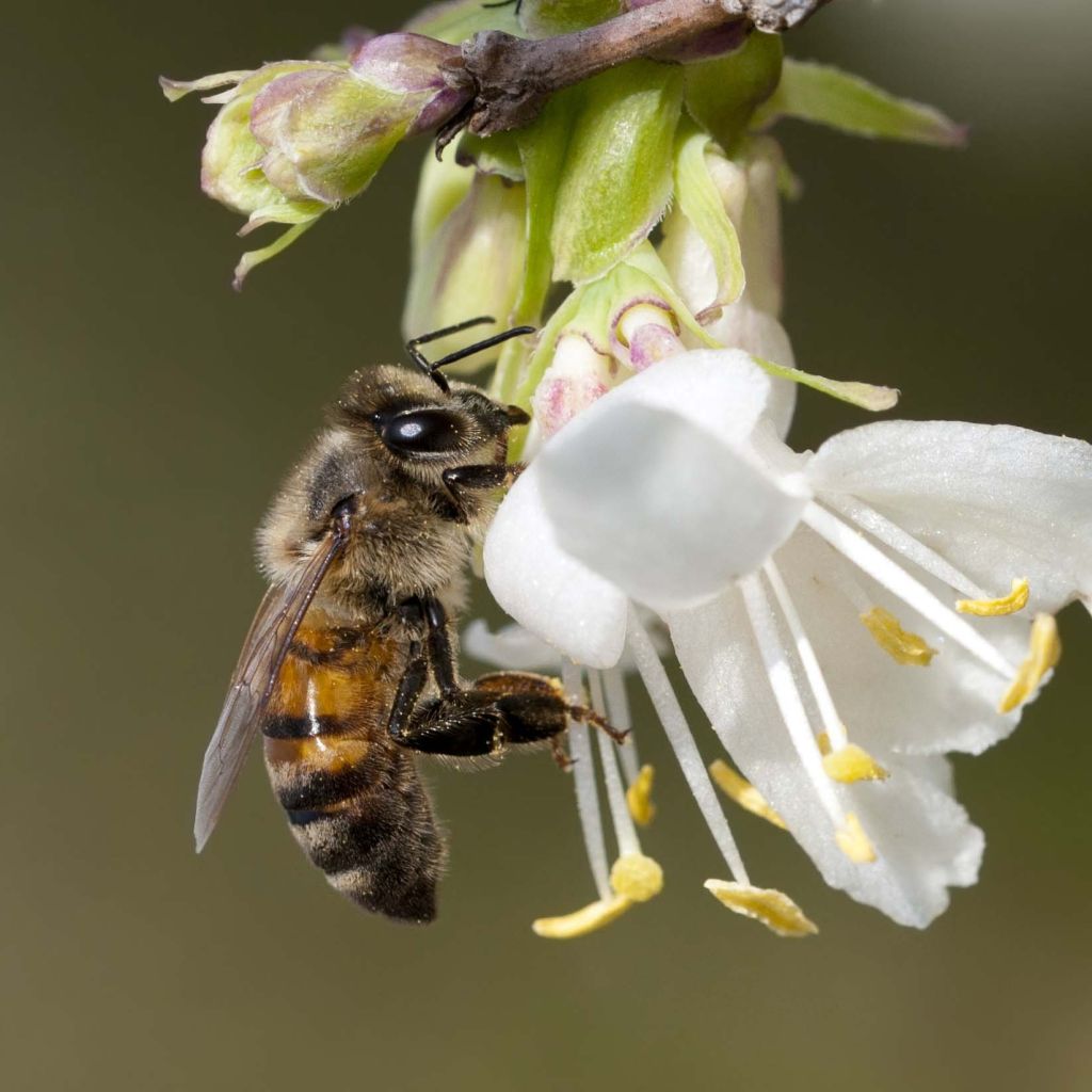 Lonicera fragrantissima - Winterkamperfoelie