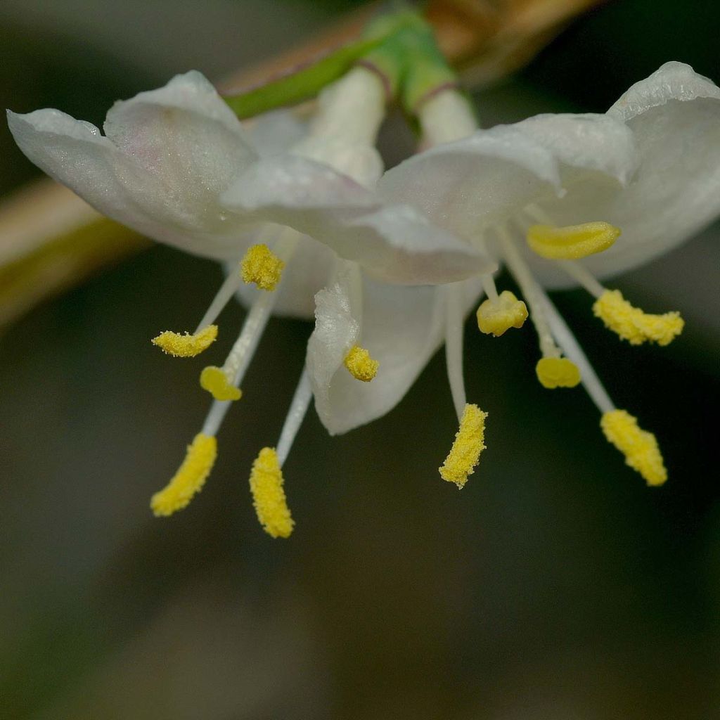 Lonicera fragrantissima - Winterkamperfoelie