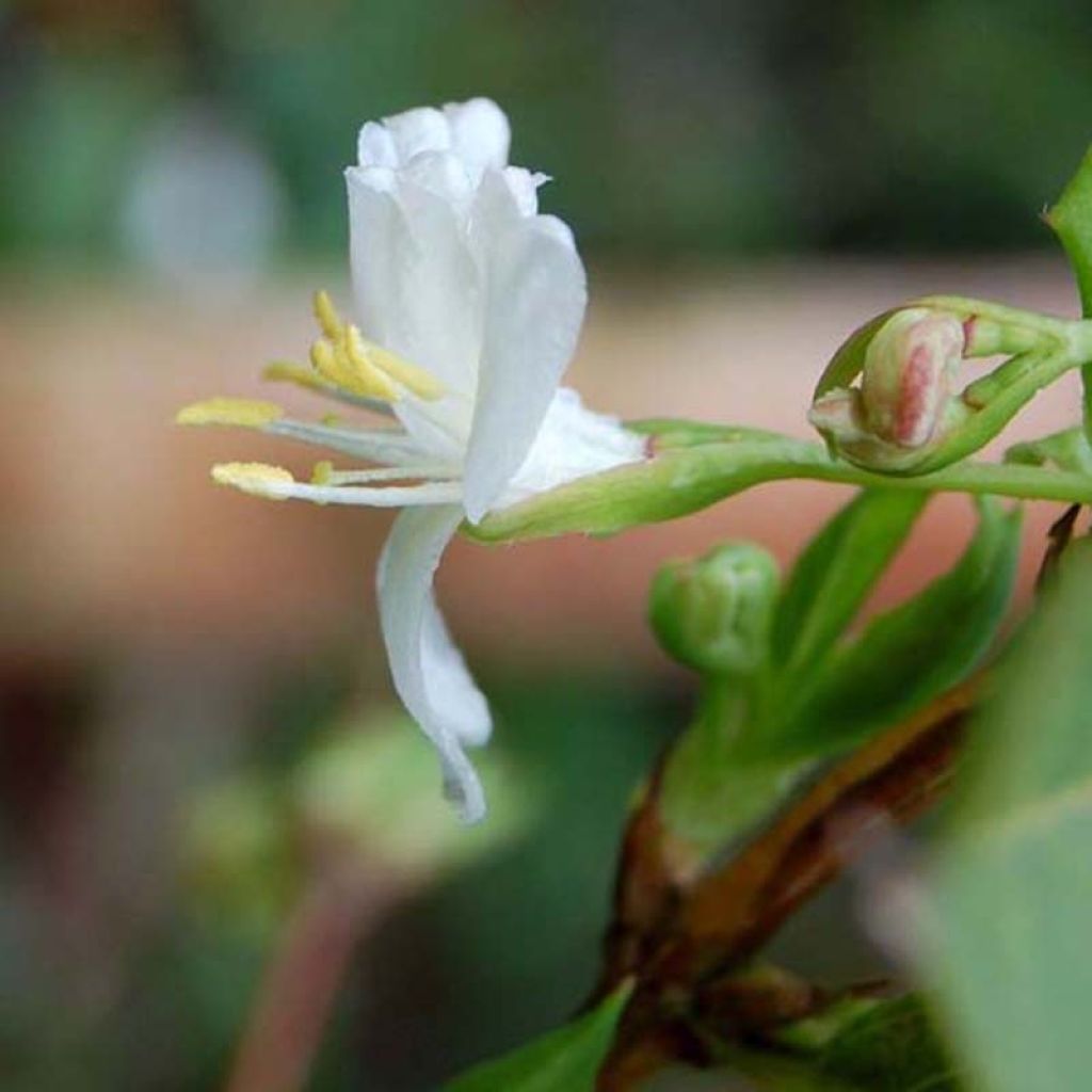Lonicera fragrantissima - Winterkamperfoelie