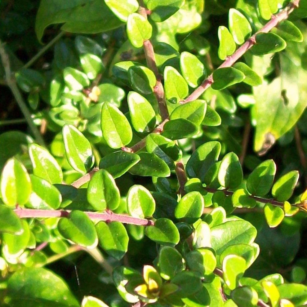 Lonicera nitida - Chinese kamperfoelie