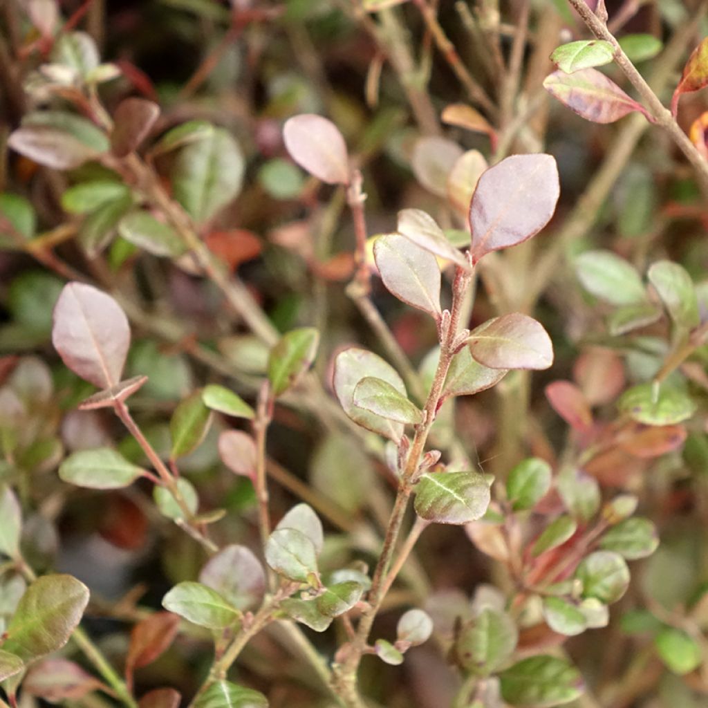 Lophomyrtus Red Dragon - Nieuw-Zeelandse mirte
