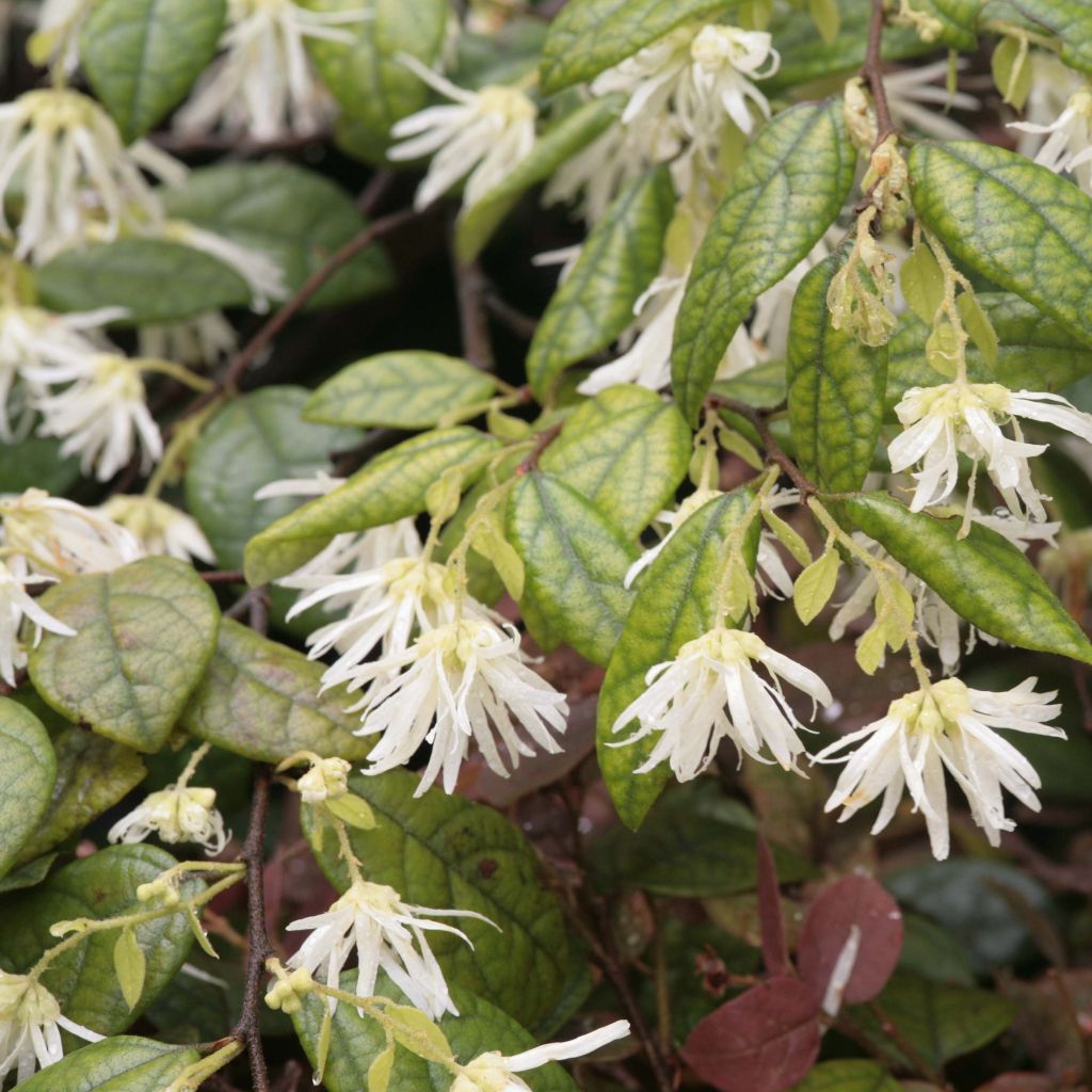 Loropetalum chinense - Chinese franjeboom