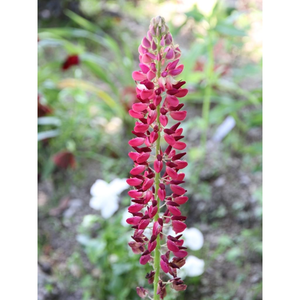 Lupinus Russell Hybrids Mix (zaad) - Lupine