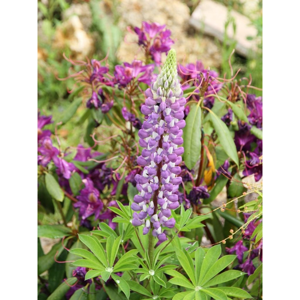 Lupinus The Governor - Lupine