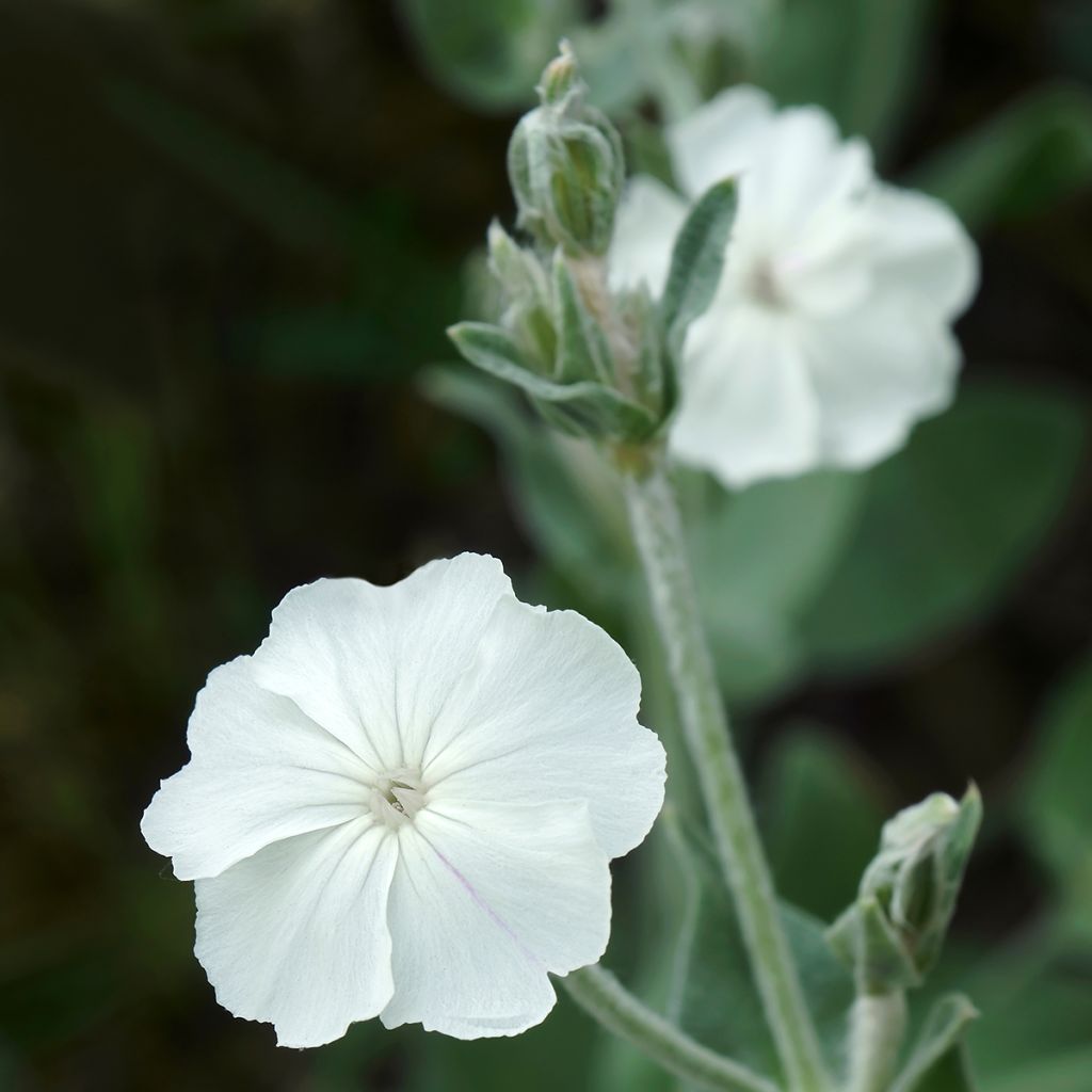 Lychnis coronaria Alba - Prikneus