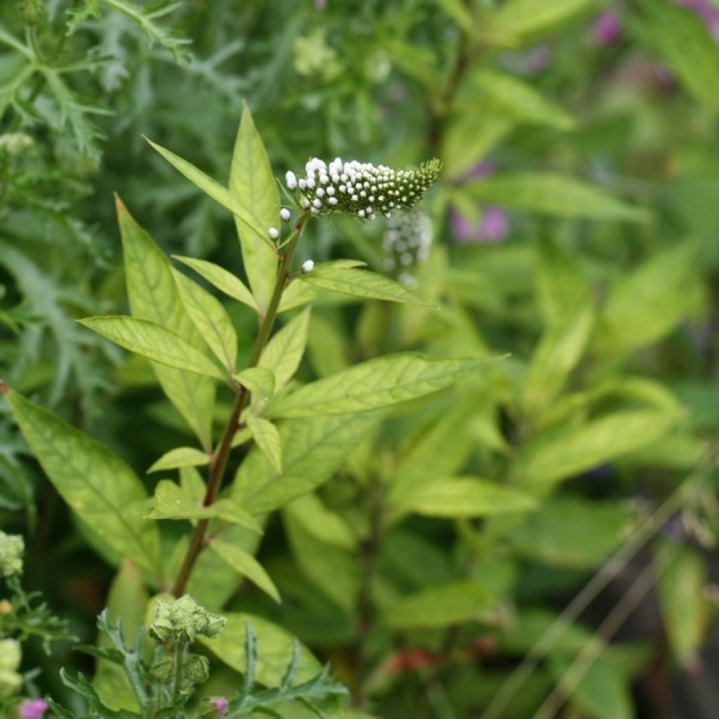 Lysimachia clethroides - Witte troswederik