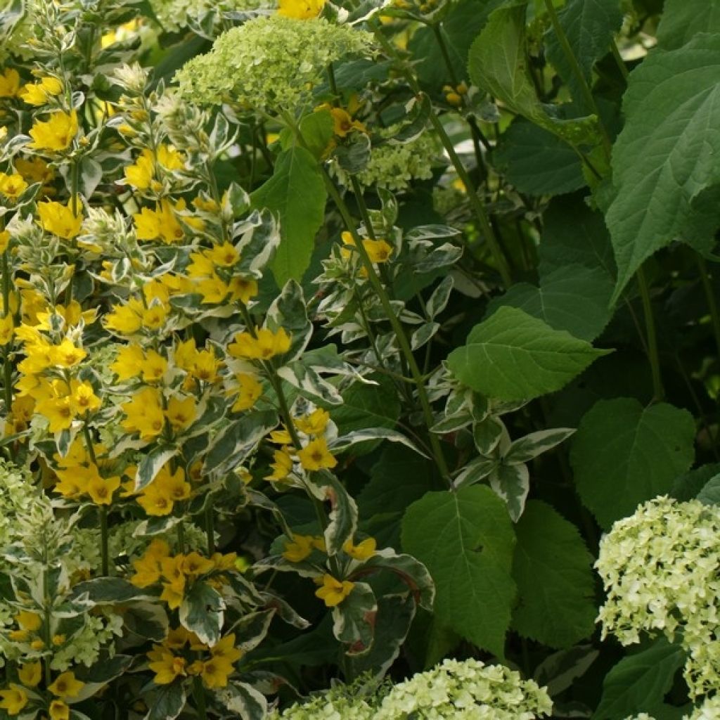 Lysimachia punctata Alexander - Puntwederik