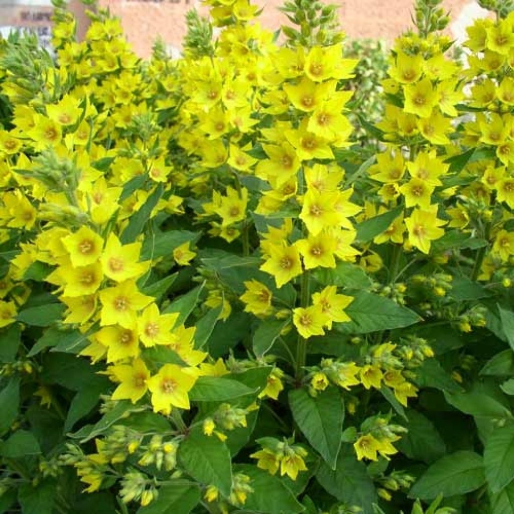 Lysimachia vulgaris - Grote wederik