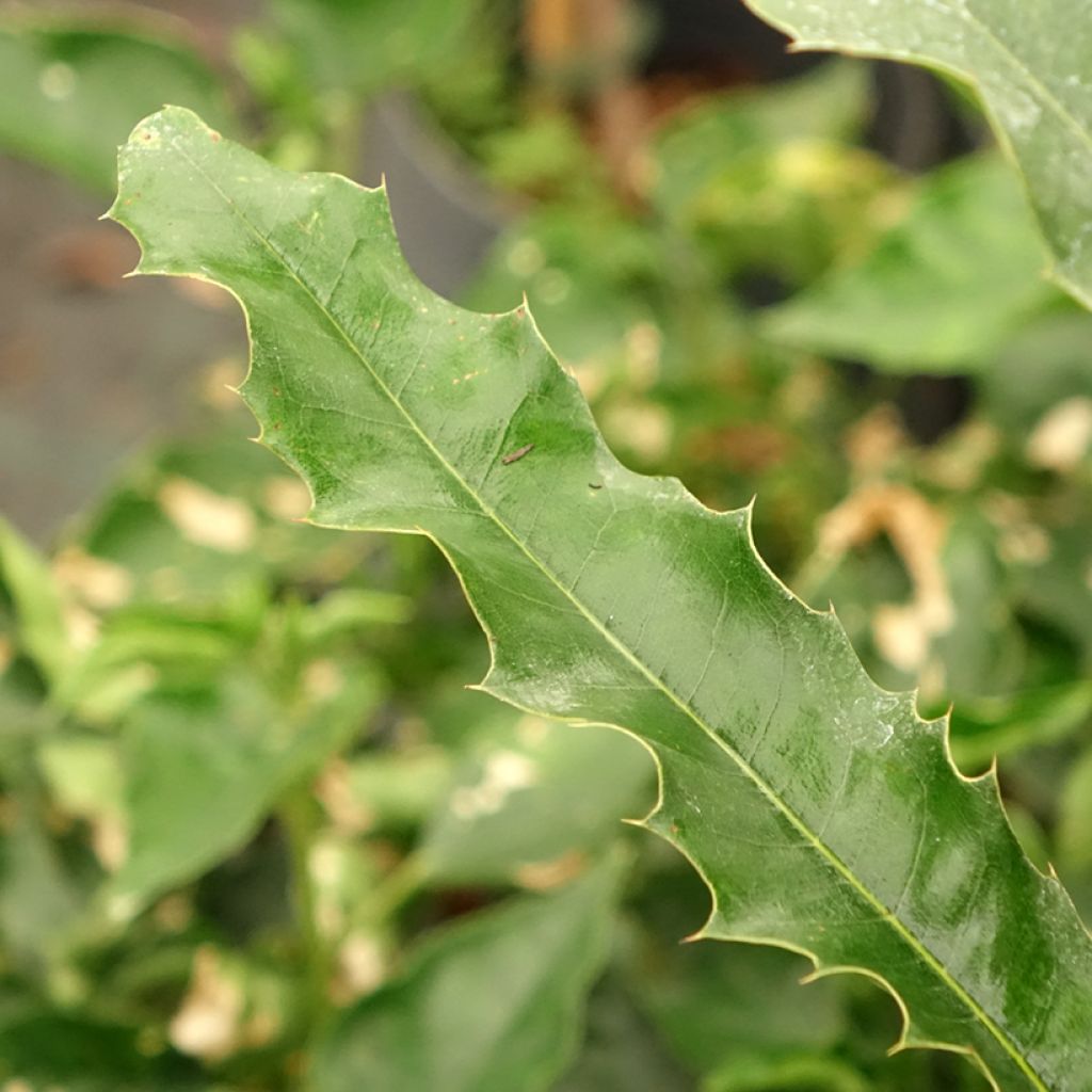Macadamia integrifolia - Macadamianoot