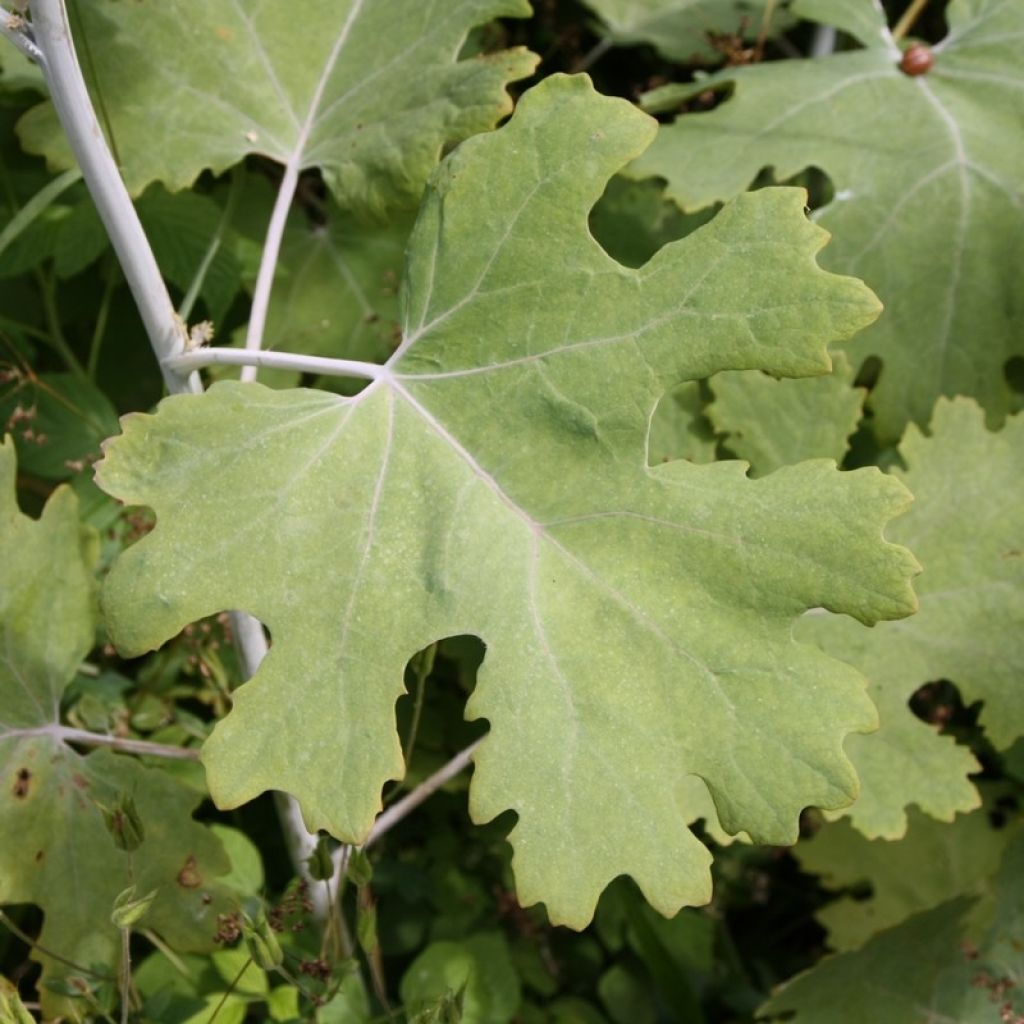 Macleaya cordata - Pluimpapaver