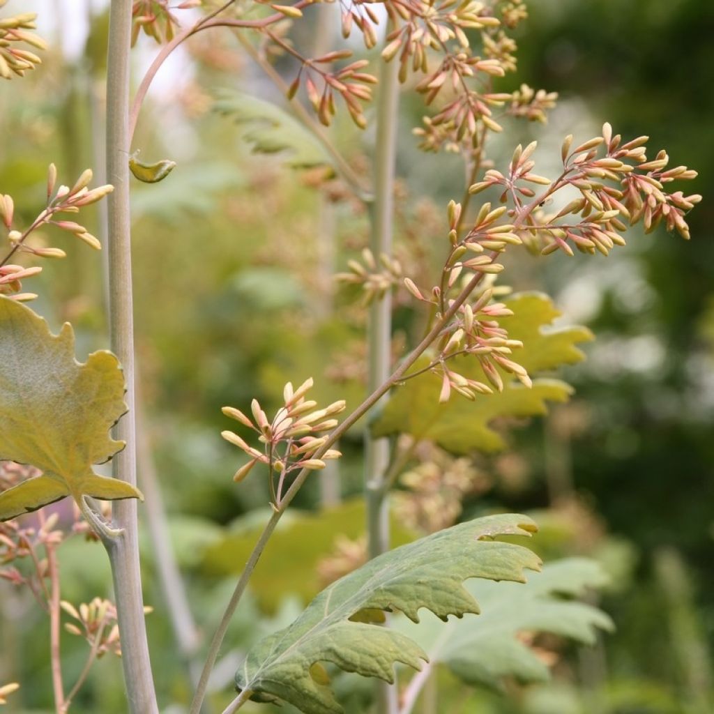 Macleaya cordata - Pluimpapaver