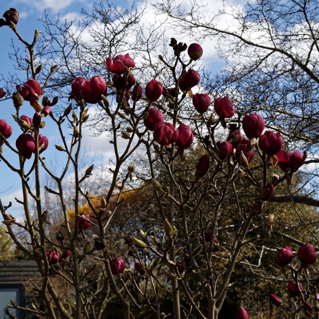 Magnolia Black Tulip - Beverboom