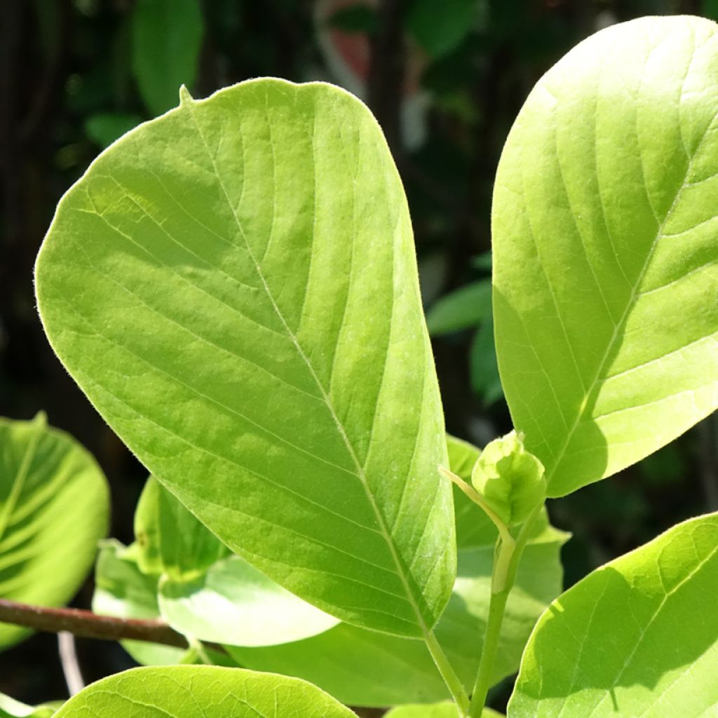 Magnolia denudata Double Diamond - Oosterse magnolia