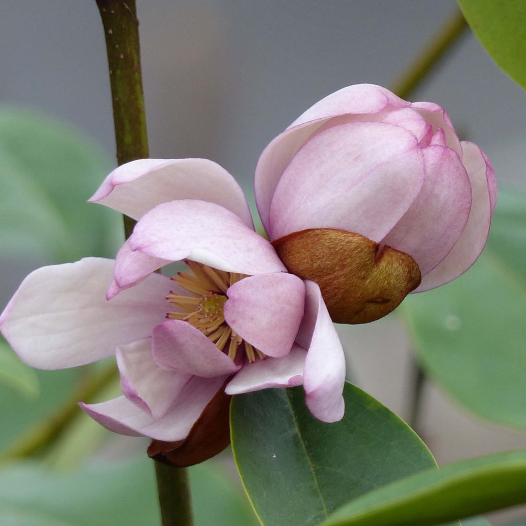 Magnolia Fairy Blush - Bananenstruik