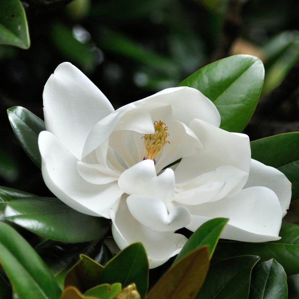 Magnolia grandiflora Double Nantais - Zuidelijke magnolia