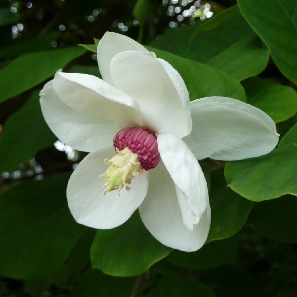 Magnolia sieboldii - Beverboom