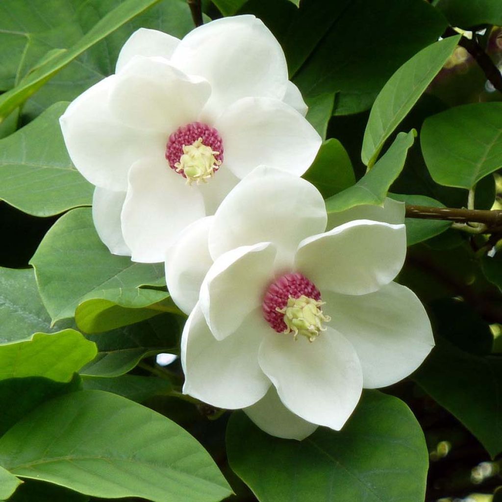 Magnolia sieboldii - Beverboom