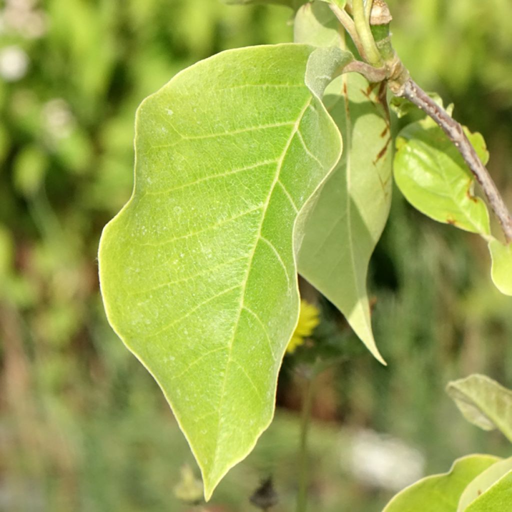 Magnolia Sunsation - Beverboom