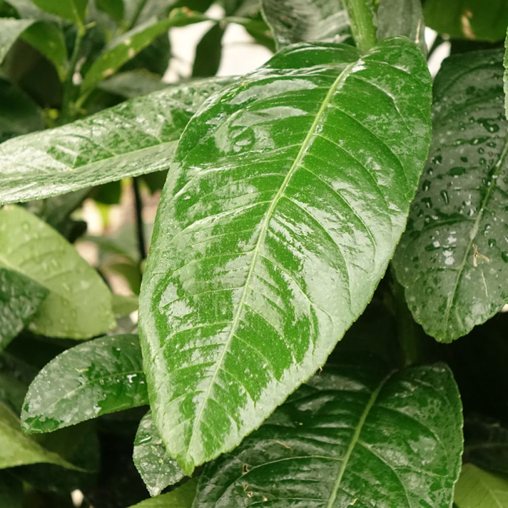 Vingercitroen Boeddha's hand