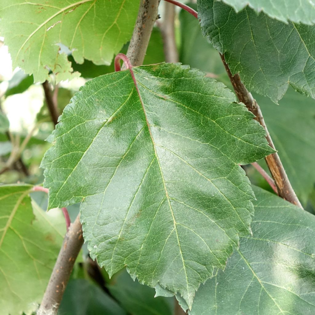Malus Brandy Magic - Sierappel