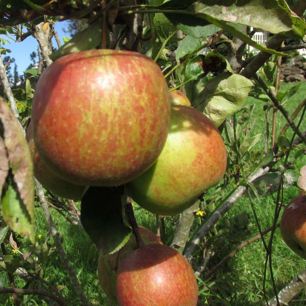 Appelboom Braeburn