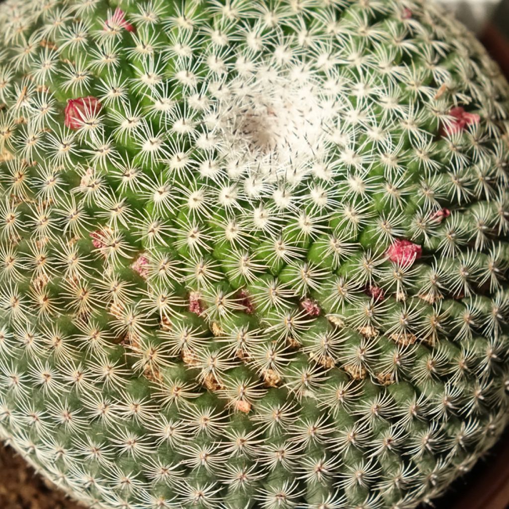 Mammillaria perbella - Tepelcactus