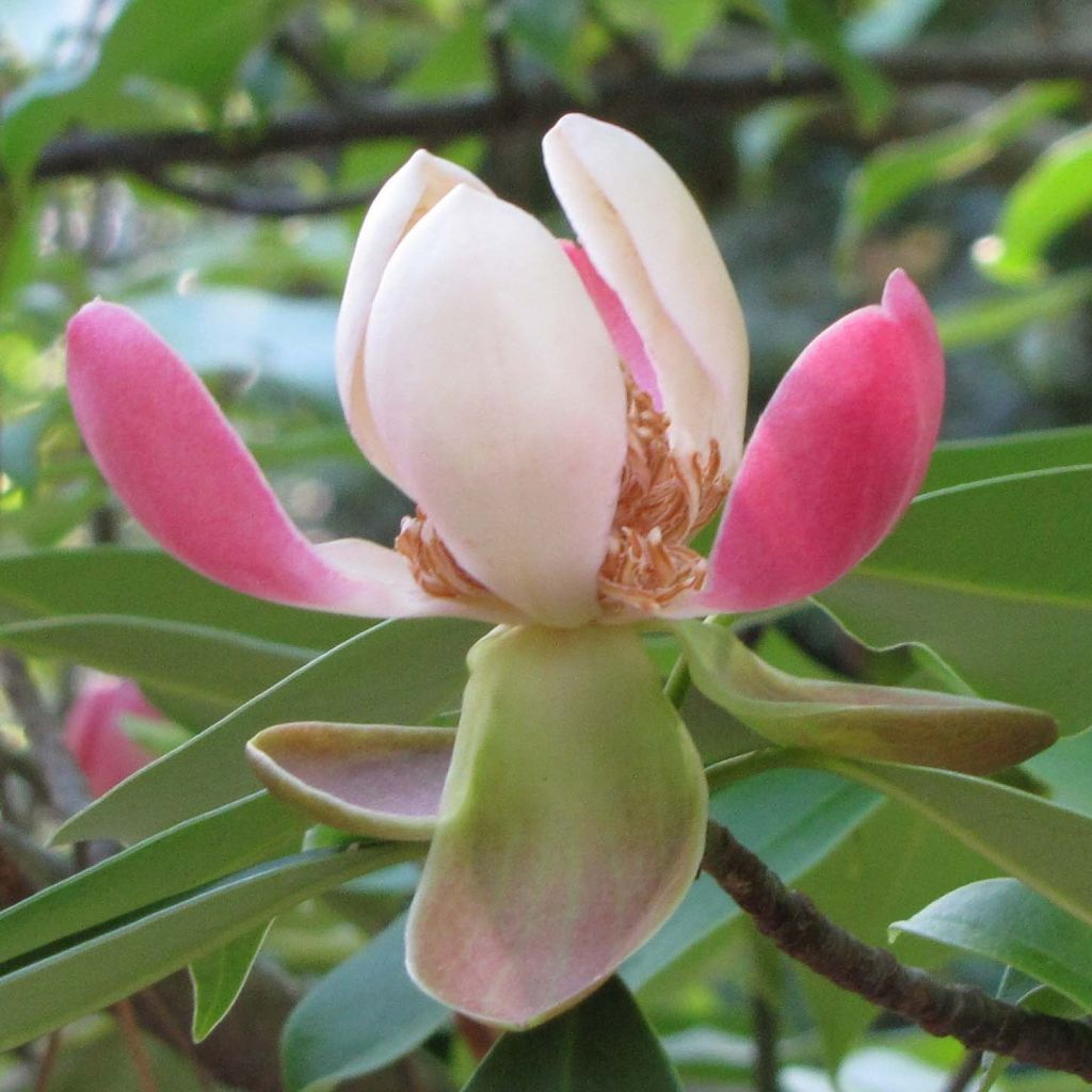 Magnolia insignis - Bananenstruik