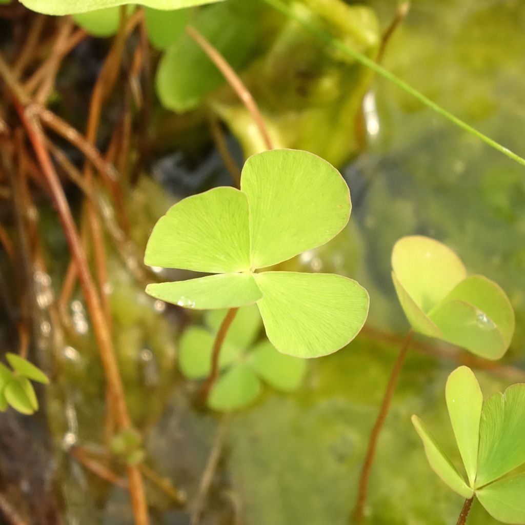 Marsilea quadrifolia - Klaverbladvaren